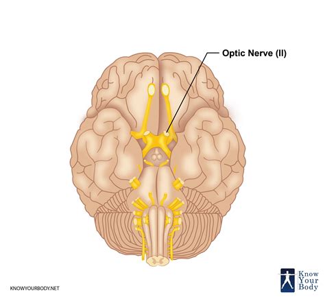 nervus opticus|Optic Nerve: What It Is, Function, Anatomy & Conditions